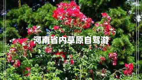 河南省內草原自駕游