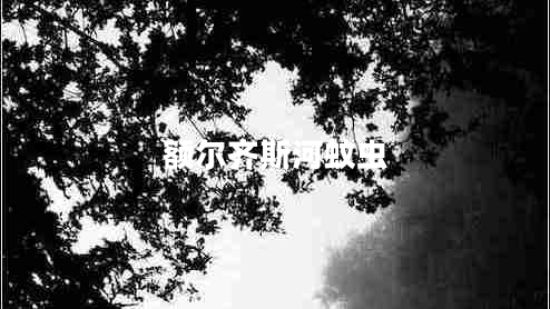 額爾齊斯河蚊蟲(chóng)