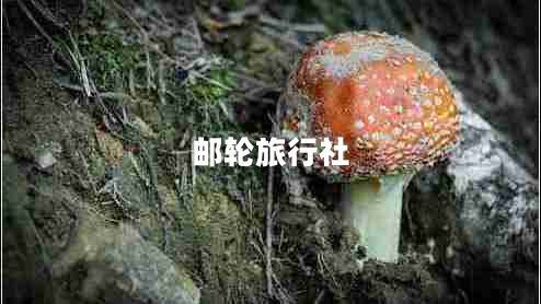 郵輪旅行社