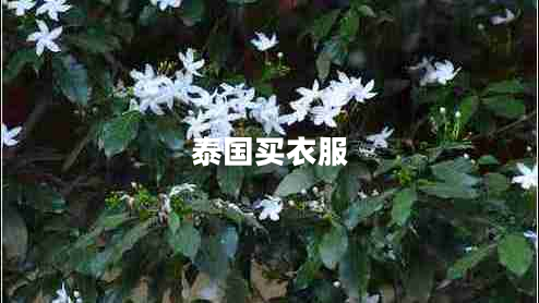 泰國買(mǎi)衣服