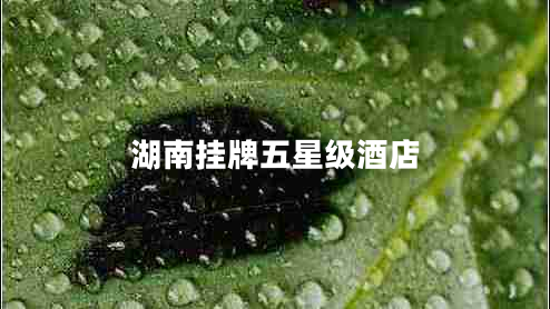 湖南掛牌五星級酒店