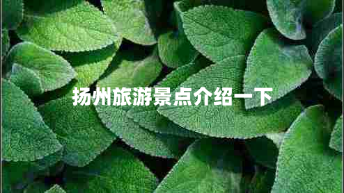 揚州旅游景點(diǎn)介紹一下