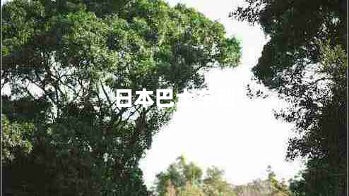 日本巴士車(chē)型