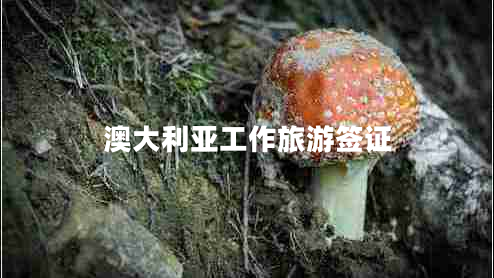 澳大利亞工作旅游簽證