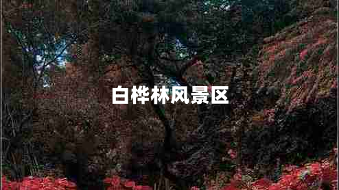 白樺林風(fēng)景區