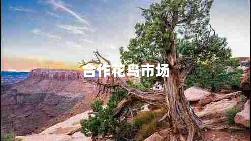 合作花鳥(niǎo)市場(chǎng)