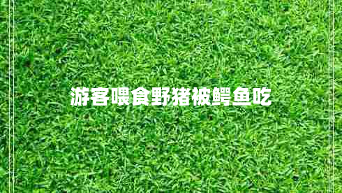 游客喂食野豬被鱷魚(yú)吃