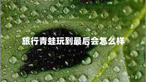 旅行青蛙玩到最后會(huì )怎么樣