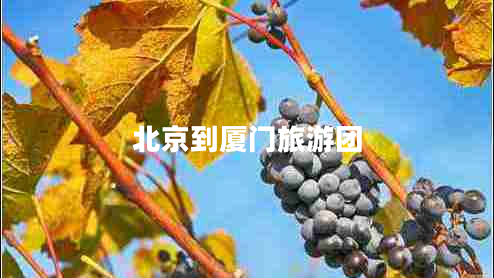 北京到廈門(mén)旅游團