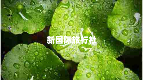 新國際旅行社