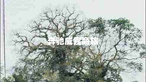 奔馳威霆商旅