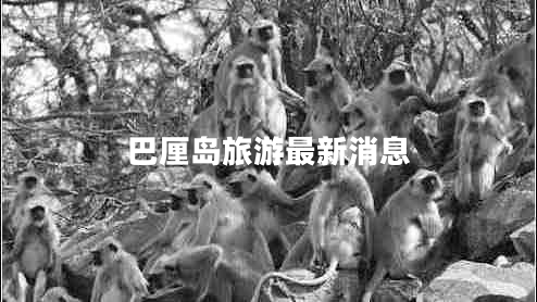 巴厘島旅游最新消息