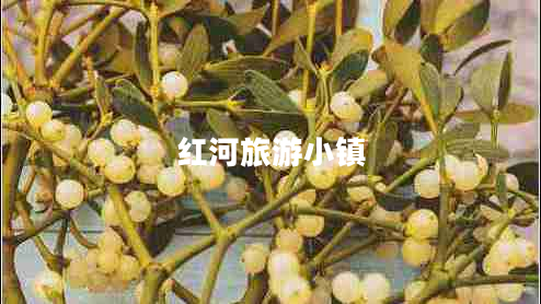 紅河旅游小鎮