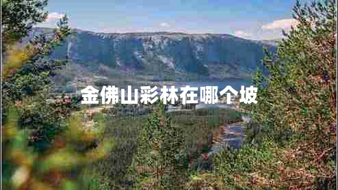 金佛山彩林在哪個(gè)坡