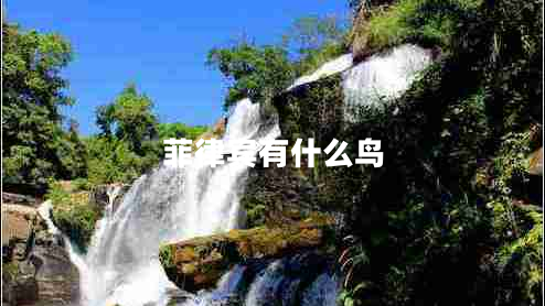菲律賓有什么鳥(niǎo)