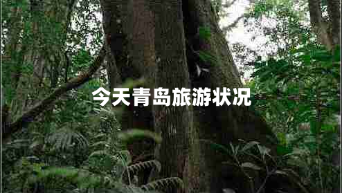 今天青島旅游狀況