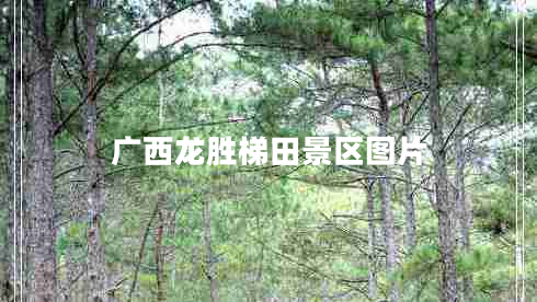 廣西龍勝梯田景區圖片