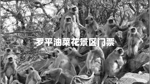 羅平油菜花景區門(mén)票