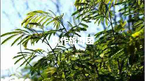 焦作旅游團
