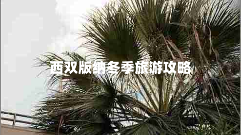 西雙版納冬季旅游攻略