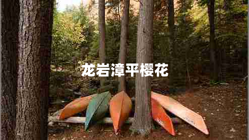 龍巖漳平櫻花