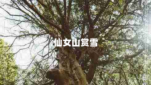 仙女山賞雪