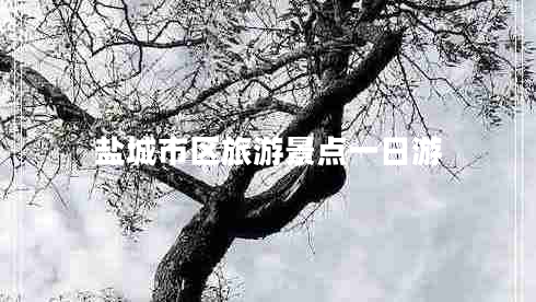鹽城市區旅游景點(diǎn)一日游