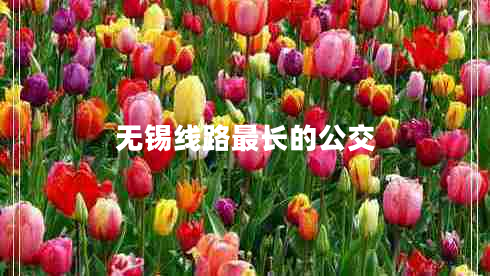 無(wú)錫線(xiàn)路最長(cháng)的公交