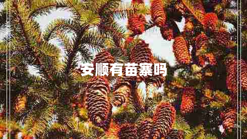 安順有苗寨嗎