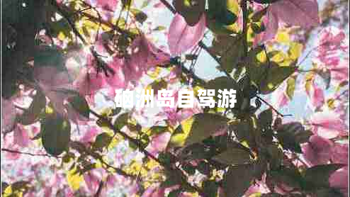 硇洲島自駕游