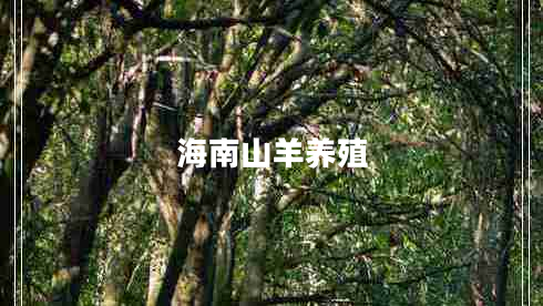 海南山羊養殖