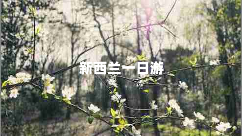 新西蘭一日游