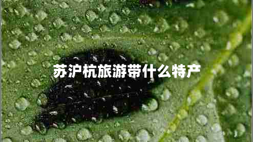 蘇滬杭旅游帶什么特產(chǎn)
