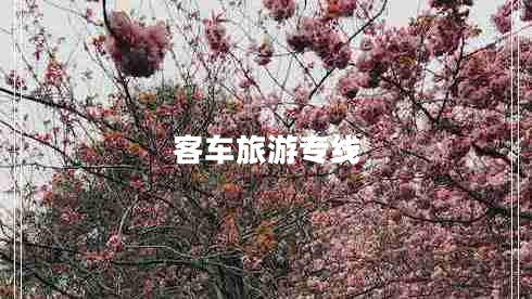 客車(chē)旅游專(zhuān)線(xiàn)