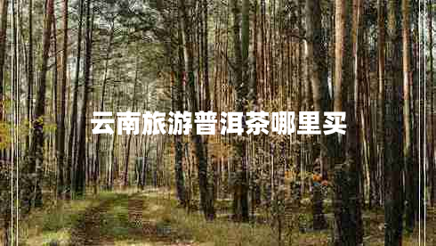 云南旅游普洱茶哪里買(mǎi)
