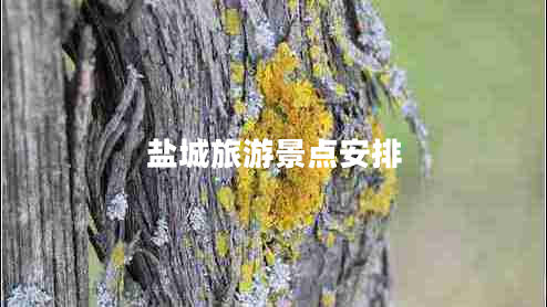 鹽城旅游景點(diǎn)安排
