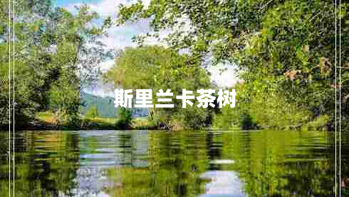 斯里蘭卡茶樹(shù)