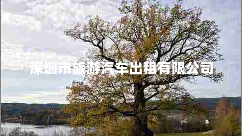 深圳市旅游汽車(chē)出租有限公司