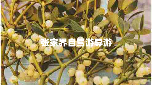 張家界自駕游導游