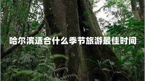 哈爾濱適合什么季節(jié)旅游最佳時(shí)間