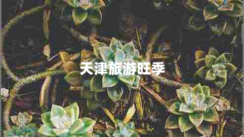 天津旅游旺季