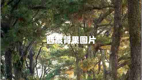 西藏腎果圖片