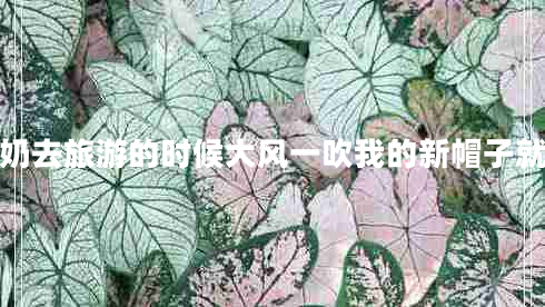 我和奶奶去旅游的時候大風一吹我的新帽子就吹跑啦