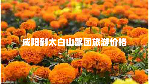 咸陽(yáng)到太白山跟團(tuán)旅游價(jià)格