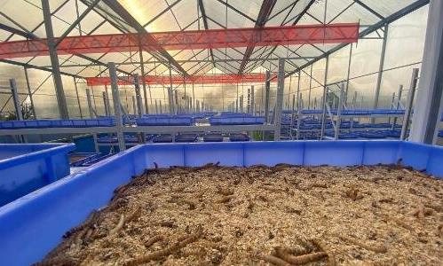蛋白蟲(chóng)養殖是真的嗎