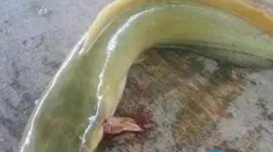 塘角魚(yú)養殖周期是多久
