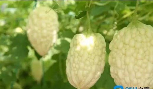 農村種植什么最賺錢(qián)