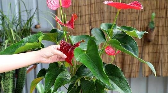 紅掌的養殖方法和注意事項