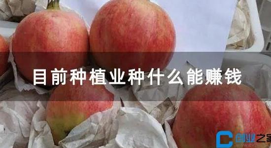 種植什么最賺錢(qián)不愁銷(xiāo)路