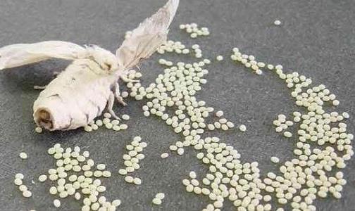 蠶結繭后幾天蠶蛾從繭中鉆出來(lái)
